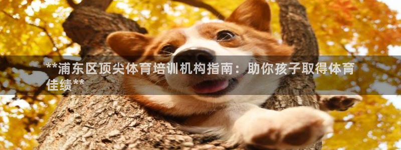 富联平台招商：**浦东区顶尖体育培训机构指南：助你孩